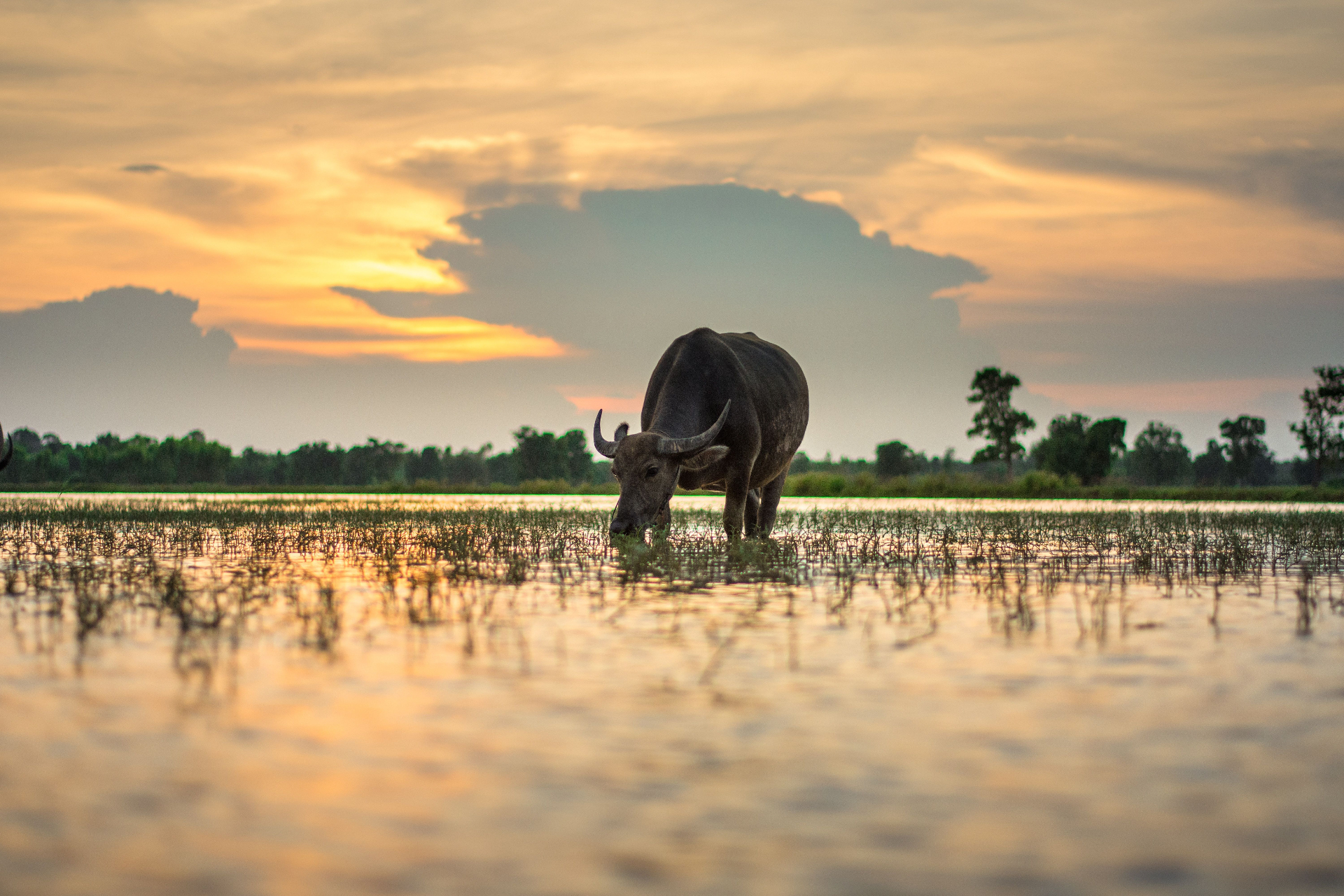 Water buffalo grazing at sunset in the Phatthalung wetlands