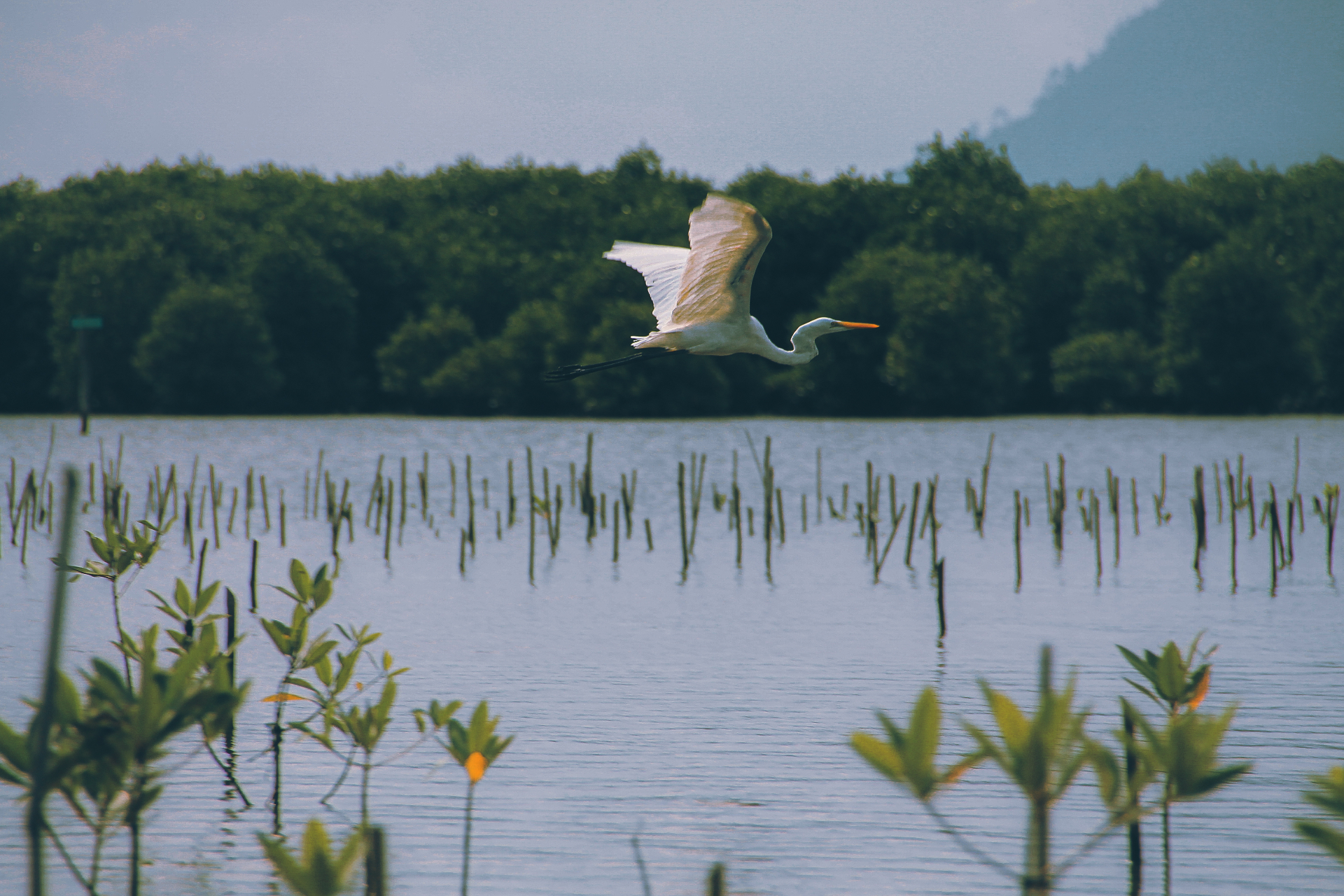 Great egret in flight over the Phatthalung mangroves, a bird sanctuary