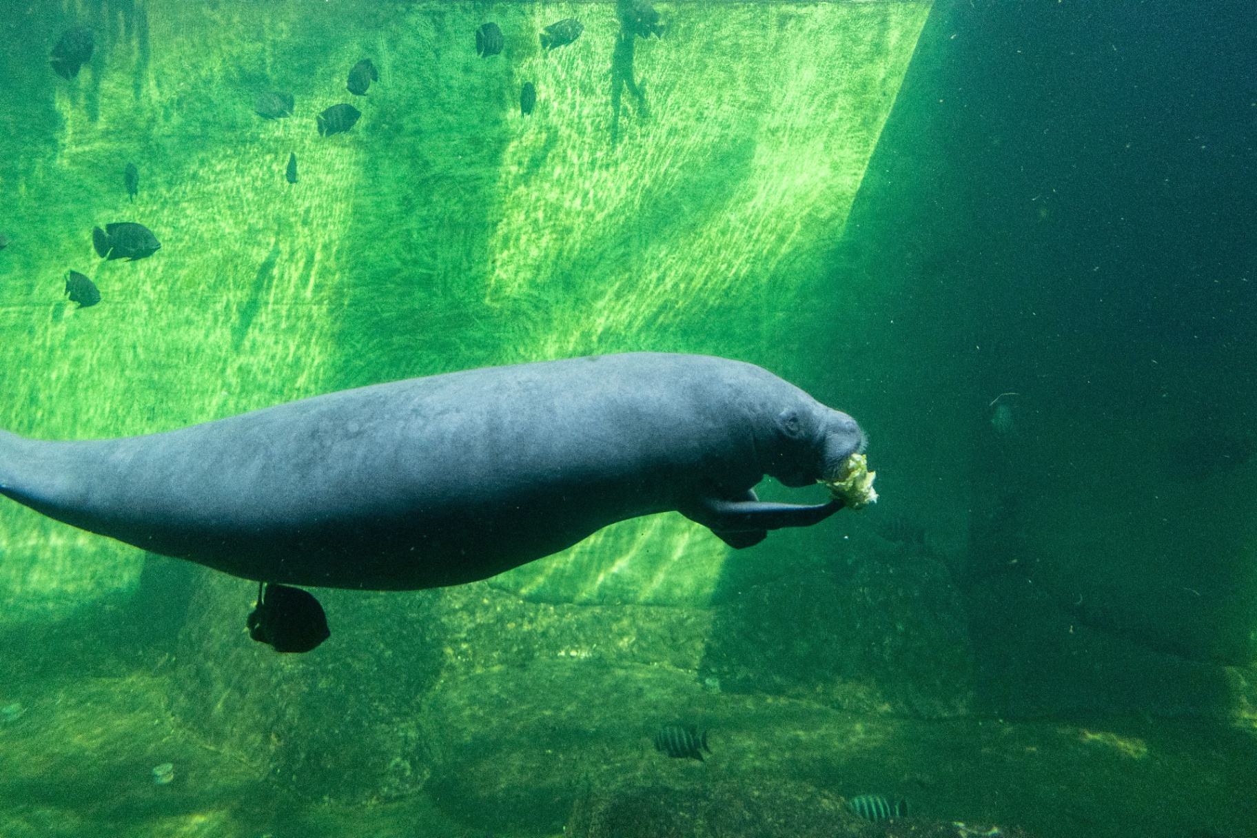 A dugong swimming in the coastal waters of Trang, an emblematic marine mammal of the Andaman Sea